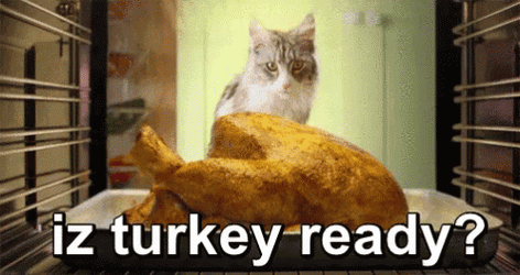 Thanksgiving Cat Is Turkey Ready GIF