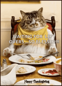 Thanksgiving Cat GIF