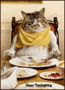 Thanksgiving Cat Looking Full Satisfied After Eating GIF