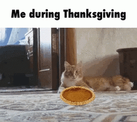 Thanksgiving Cat Me During Thanksgiving GIF