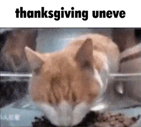 Thanksgiving Cat Thanksgiving Uneve GIF