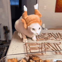 Thanksgiving Cat Wearing Turkey Headdress GIF