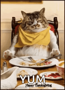 Thanksgiving Cat Yum GIF