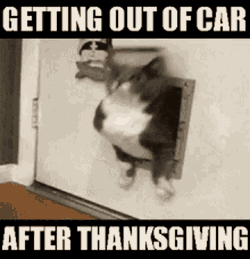 Thanksgiving Cats GIF