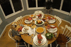 Thanksgiving Dinner Shared By Dogs GIF
