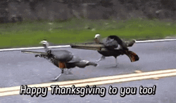 Thanksgiving Funny Wild Turkey GIF