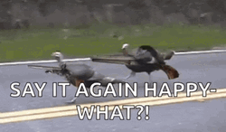 Thanksgiving Meme Turkey Say It Again  GIF