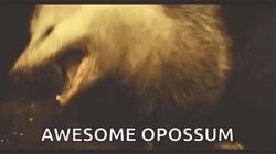 That Is Awesome Possum GIF