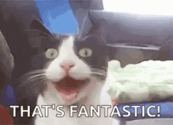 That's Fantastic Cat GIF