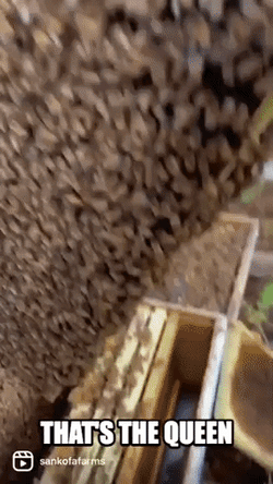 That's The Queen Not The Bees GIF