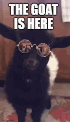 That's Why He's The Blinged Goat Meme GIF