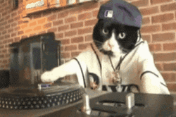 Thats Hip Hop Dude Cat GIF