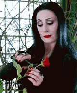 The Addams Family Morticia Cutting Rose GIF