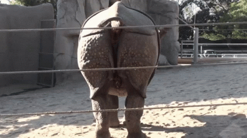 The Back Of A Rhino Behind A Fence In The Sand GIF