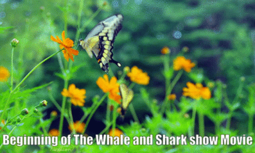 The Beginning Of The Whale And Shark Show Movie Is Shown GIF