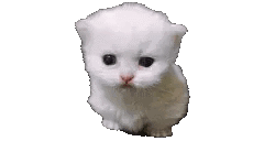 The Biology Of Cat GIF