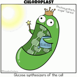 The Biology Of Chloroplast GIF
