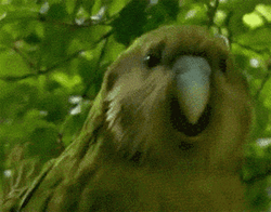 The Birds Dancing Funny GIF