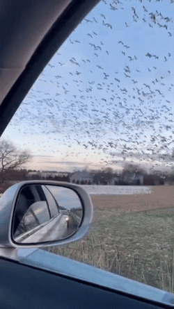 The Birds Flying In Sky GIF