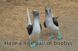 The Birds Walking Have A Nice Pair Of Boobys GIF