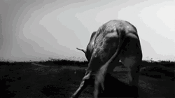 The Bull Kick Rage GIF