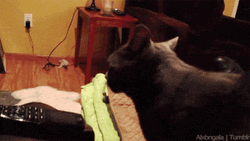 The Cat Is Like Wat GIF