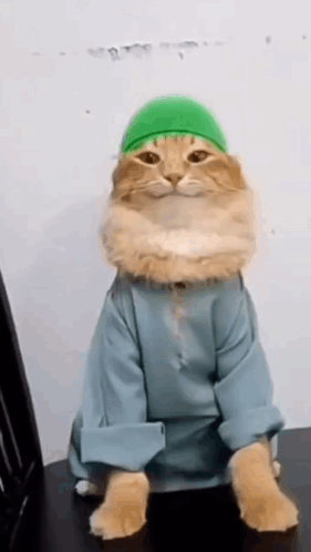 The Cat Is Wearing A Green Hat And A Blue Shirt . GIF