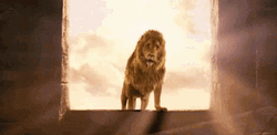 The Chronicles Of Narnia Aslan Golden Fur GIF