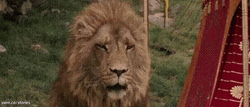 The Chronicles Of Narnia Aslan Talking To Jadis GIF