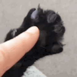 The Claw Hand Cat Coming Out GIF