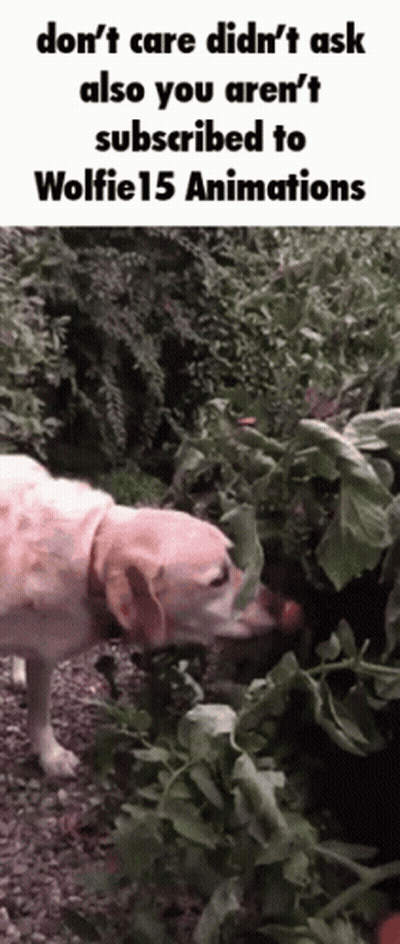 The Coterie Wolfie15 GIF