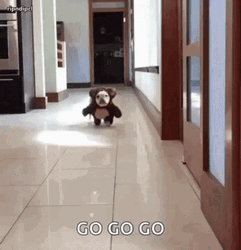The Dog Run Fast After Saying Go Go Go GIF