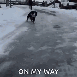 The Dog Slipping On Ice On His Way GIF
