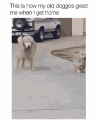 The Dogs Are Getting Old Greeting GIF