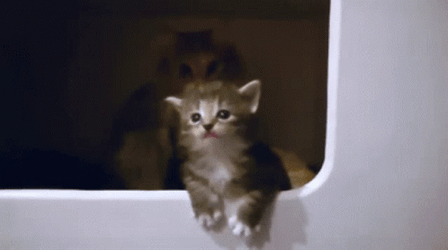 The Drama Queen Cat GIF