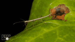 The Fantastic Stick Bug And Leaf Insect  GIF