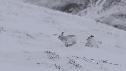 The Female Is Either Telling The Males That She Is Not Ready To Mate Or Testing Their Agility Before Accepting GIF