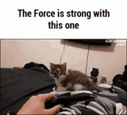 The Force Is Strong With This One Funny Cat Meme GIF