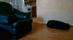 The Force Is Strong With This One Jinn Puppy Meme GIF