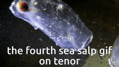 The Fourth Sea Salp Gif On Tenor Shows A Jellyfish GIF