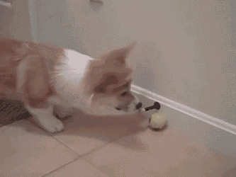 The Hell Is That?! GIF