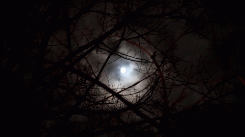 The Moon Is Visible Through The Branches Of Trees GIF