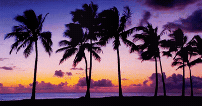 The Palm Trees Are Silhouetted Against The Sunset Sky GIF
