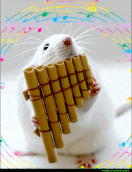 The Pan Flute Rat Showering GIF