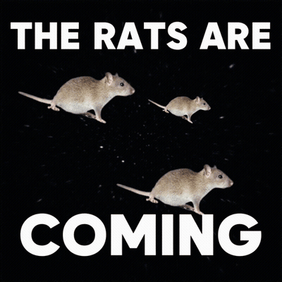 The Rats Are Coming Poster GIF