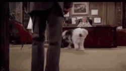 The Shaggy Dog Man Punch GIF