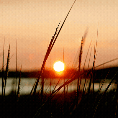 The Sun Is Setting Behind Some Tall Grass In The Foreground GIF