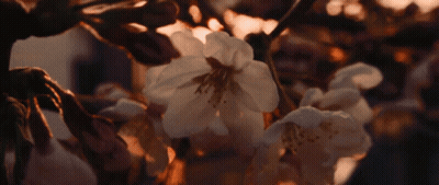 The Sun Is Shining Through The Leaves Of A Tree GIF