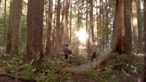 The Sun Is Shining Through The Trees In The Forest GIF