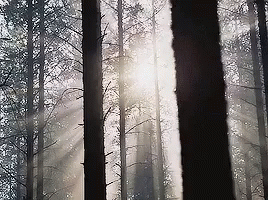 The Sun Is Shining Through The Trees In The Forest GIF